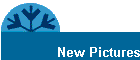 New Pictures