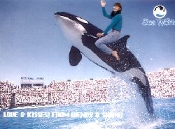 shamu.jpg (16167 bytes)